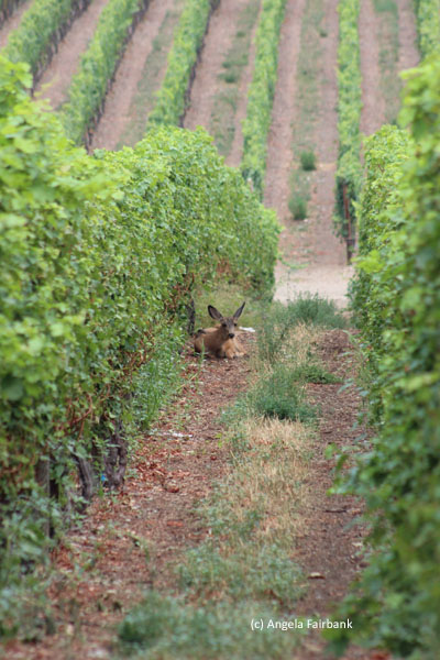 deer in vineyard