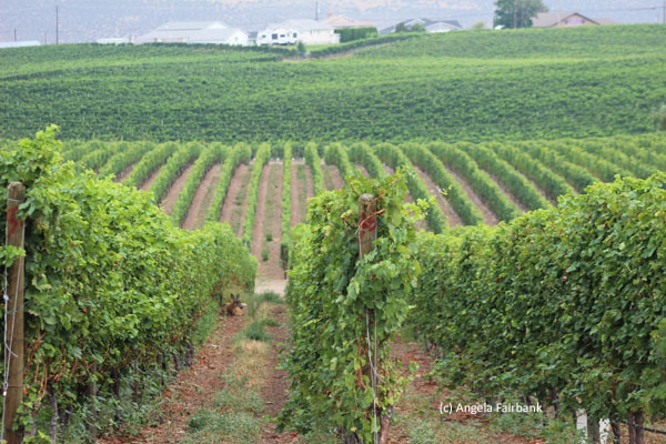 vineyard