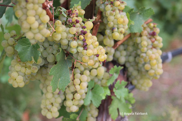 grapes