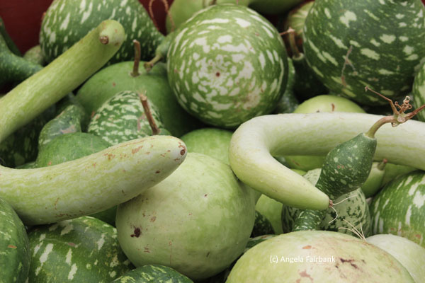 green squashes