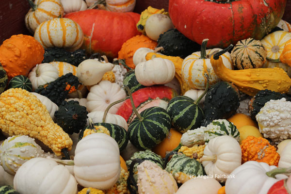 various coloured gourds