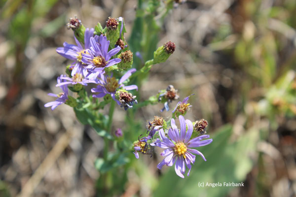 purple flower