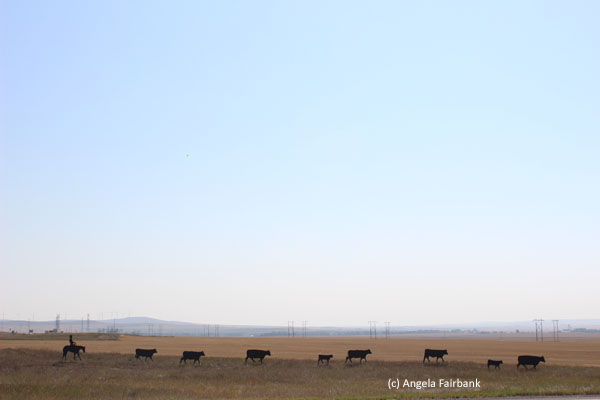 metal cows