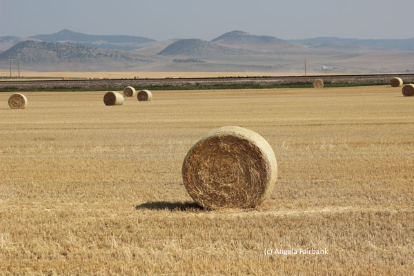hay rolls