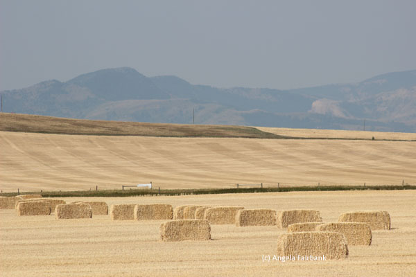 hay rolls