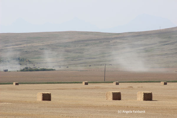 hay rolls