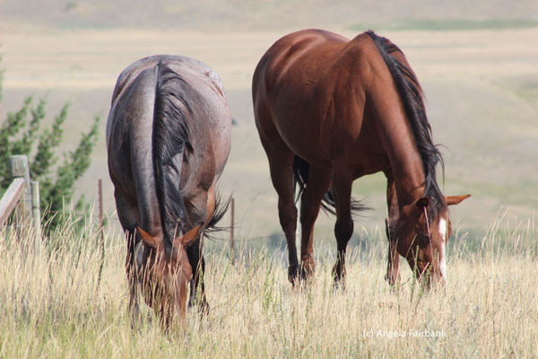 2 horses