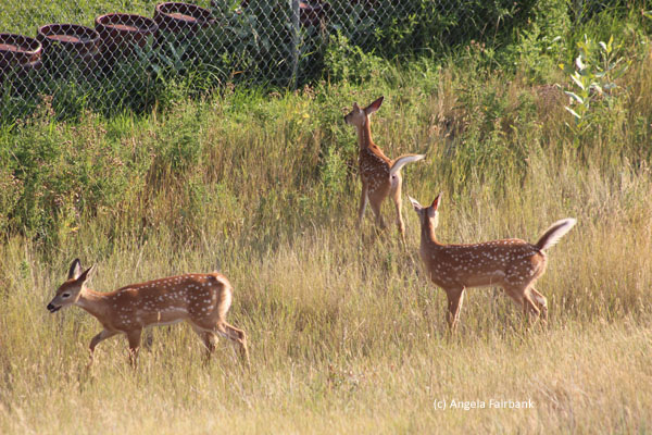 3 fawns