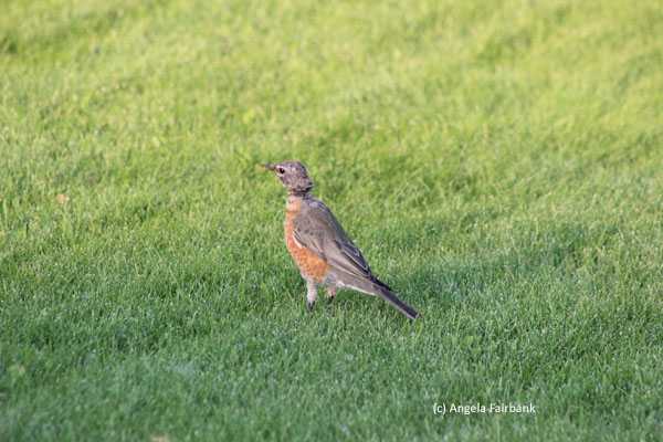 robin