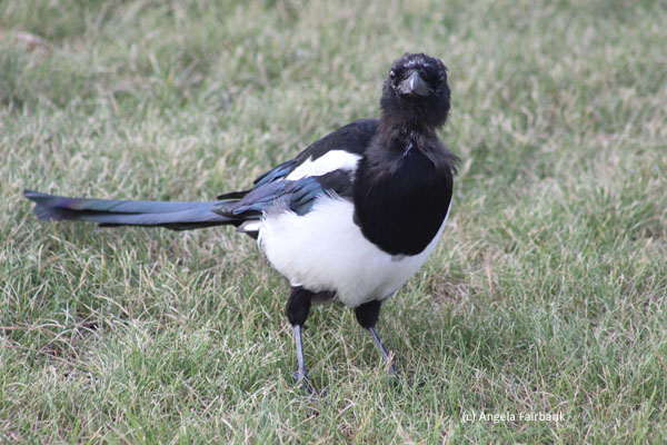 magpie