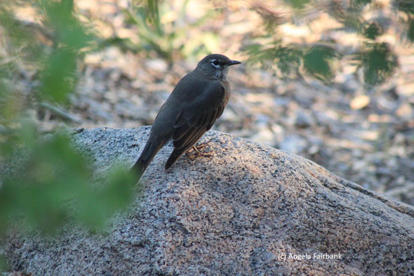 robin