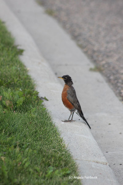 robin