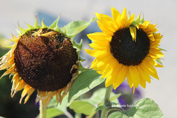 2 sunflowers