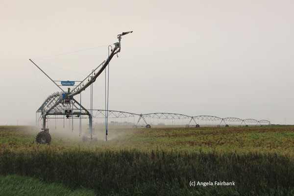 irrigation 1