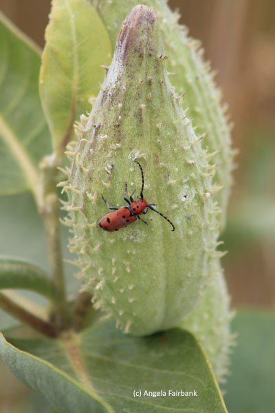 bug on plant