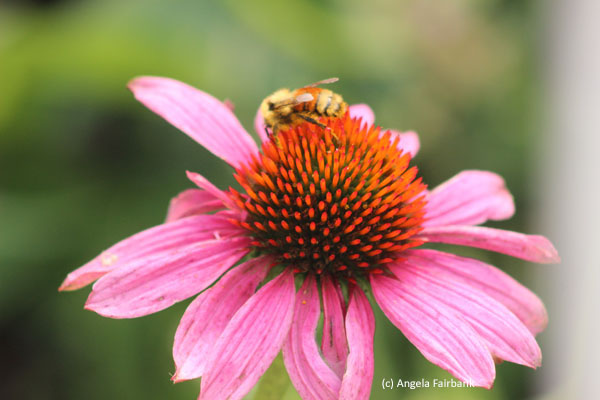 bee on flower