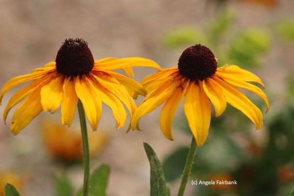 2 flowers