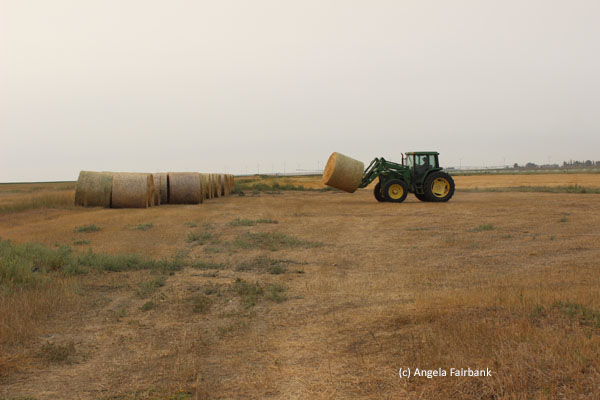 hay and tractor