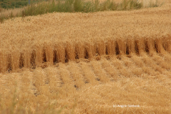 grain elevator