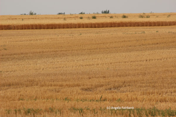 wheat