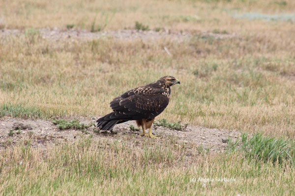 hawk