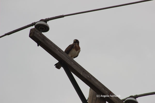 hawk