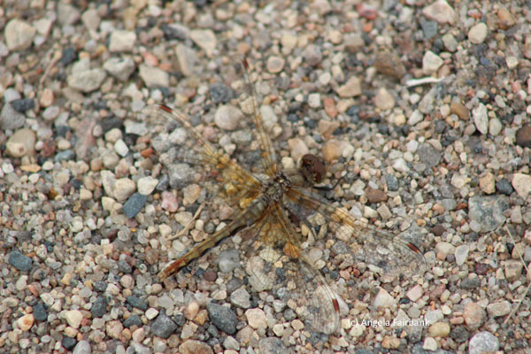 dragonfly