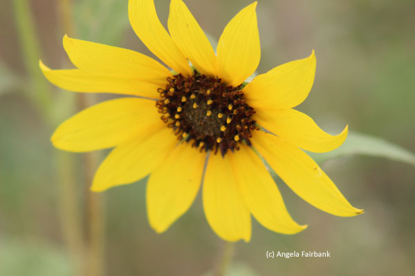 yellwo flower