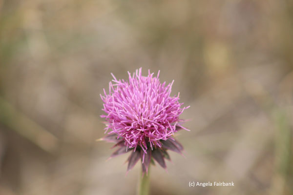 pink flower