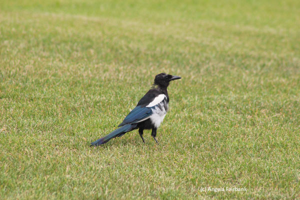 magpie