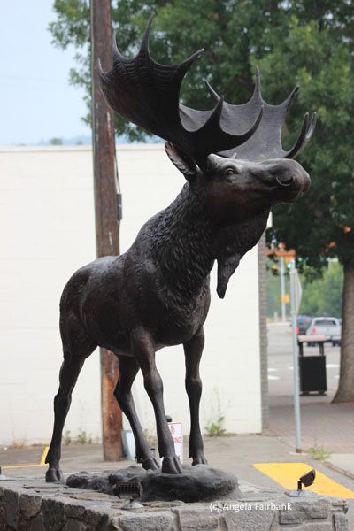 moose at princeton