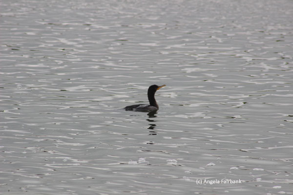 loon