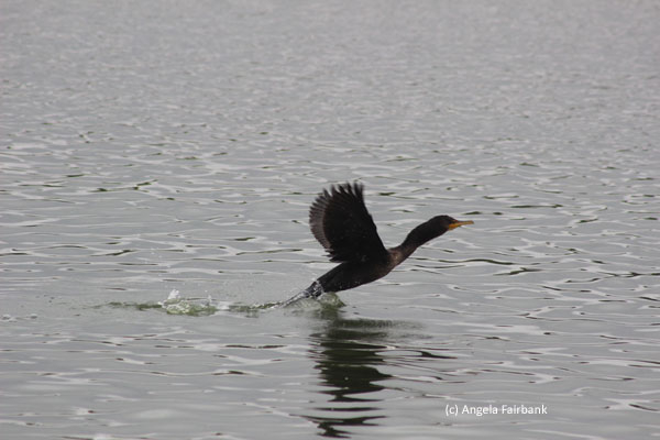 loon