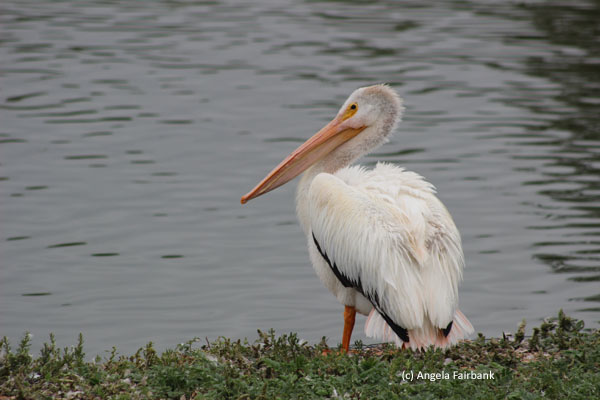 pelican
