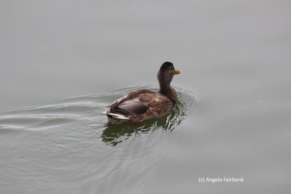 mallard