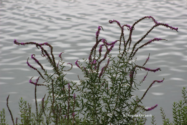 lake flowers