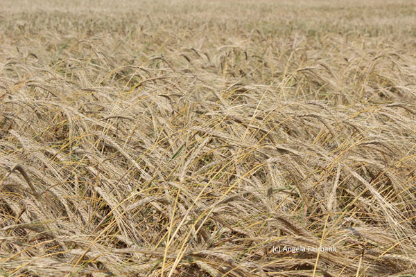 wheat