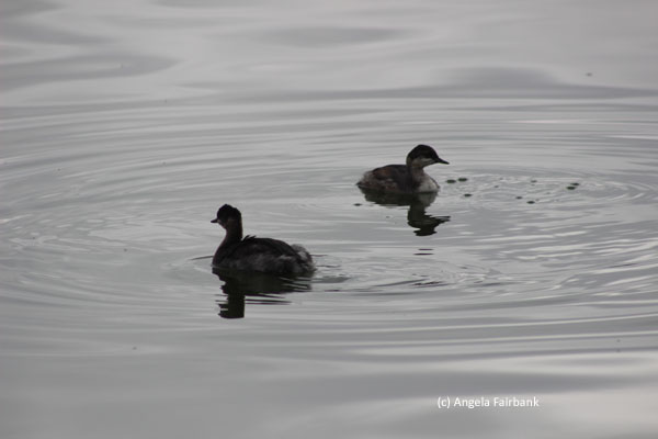 ducks