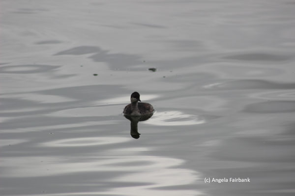duck