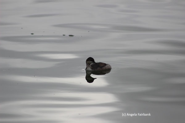 duck