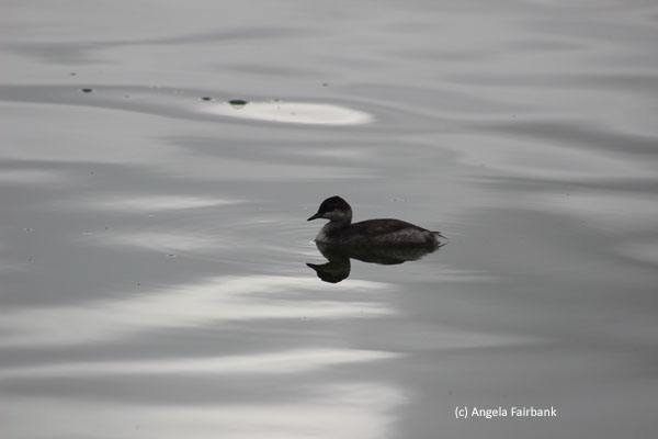duck
