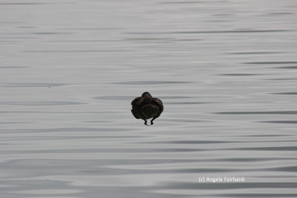 duck