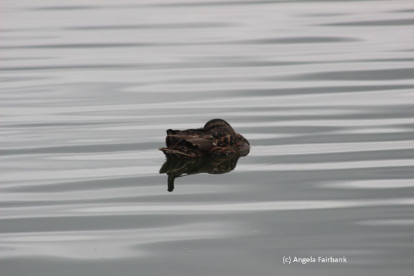 duck
