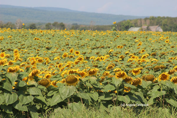 sunflowers