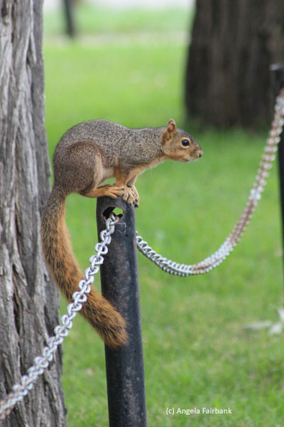 squirrel