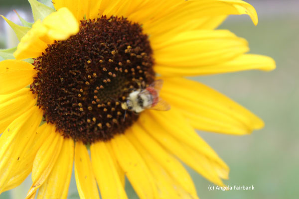 bee on sunflower