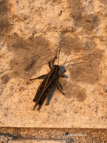 cricket