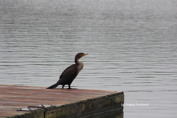 cormorant