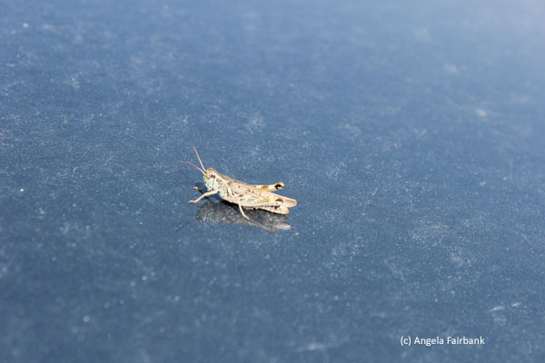 cricket