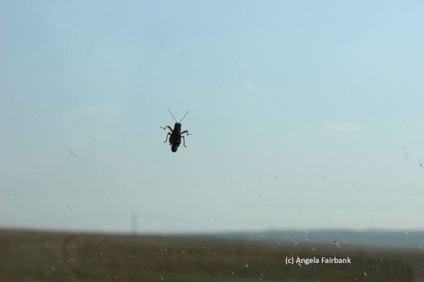 cricket